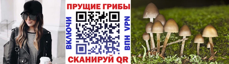 Галлюциногенные грибы Psilocybe  Юхнов 